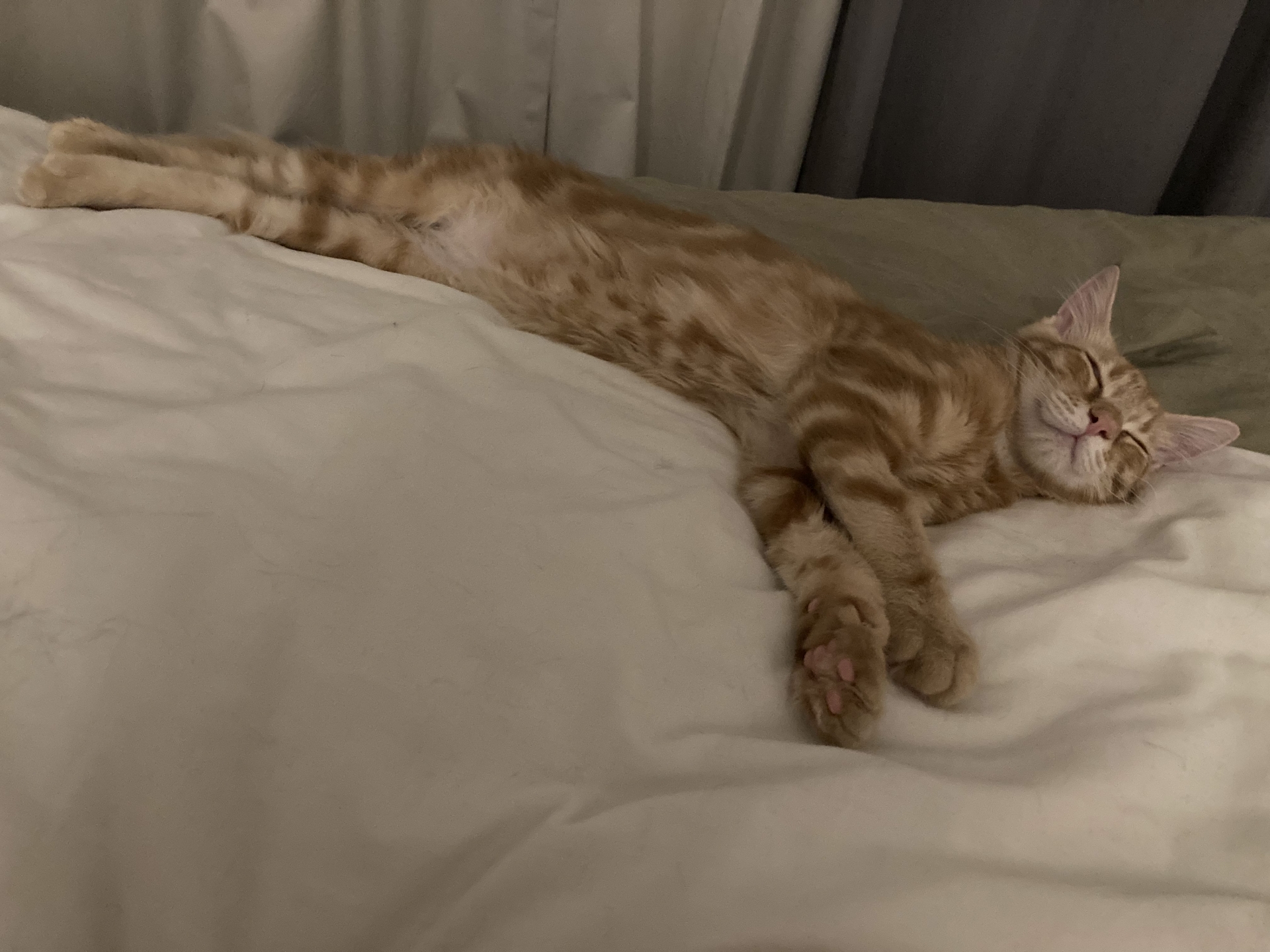 医師は胆管消失症候群をどのように診断しますか?