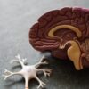 human brain toy