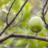 green lemon fruit on tree branch