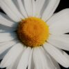 white daisy flower in bloom