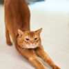 orange cat stretching on white surface